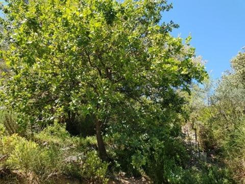 Cabane Dans Les Arbres "La Kaz Aux Cigales" Cuers Exteriér fotografie